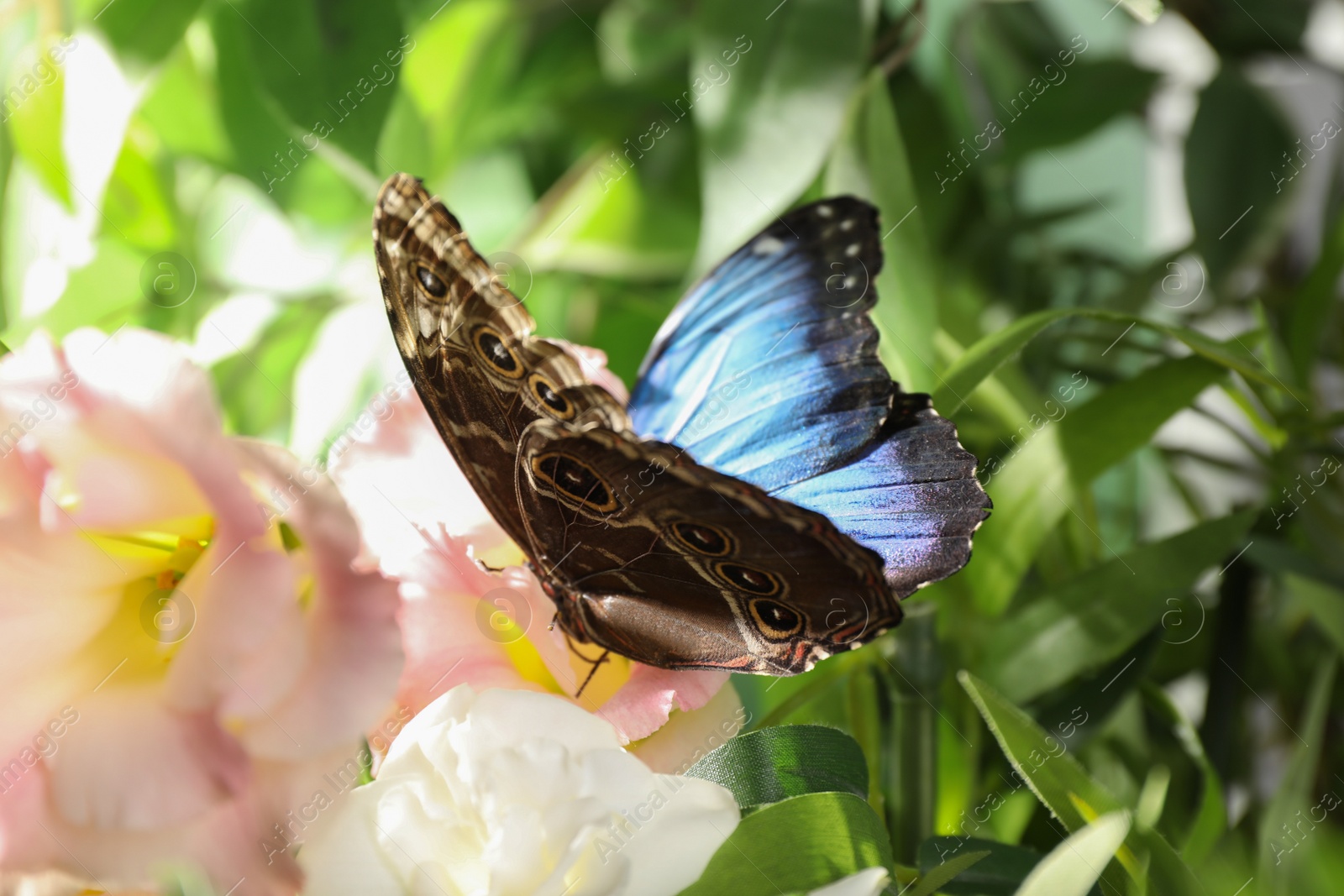 Photo of Beautiful common morpho butterfly on white flower in garden