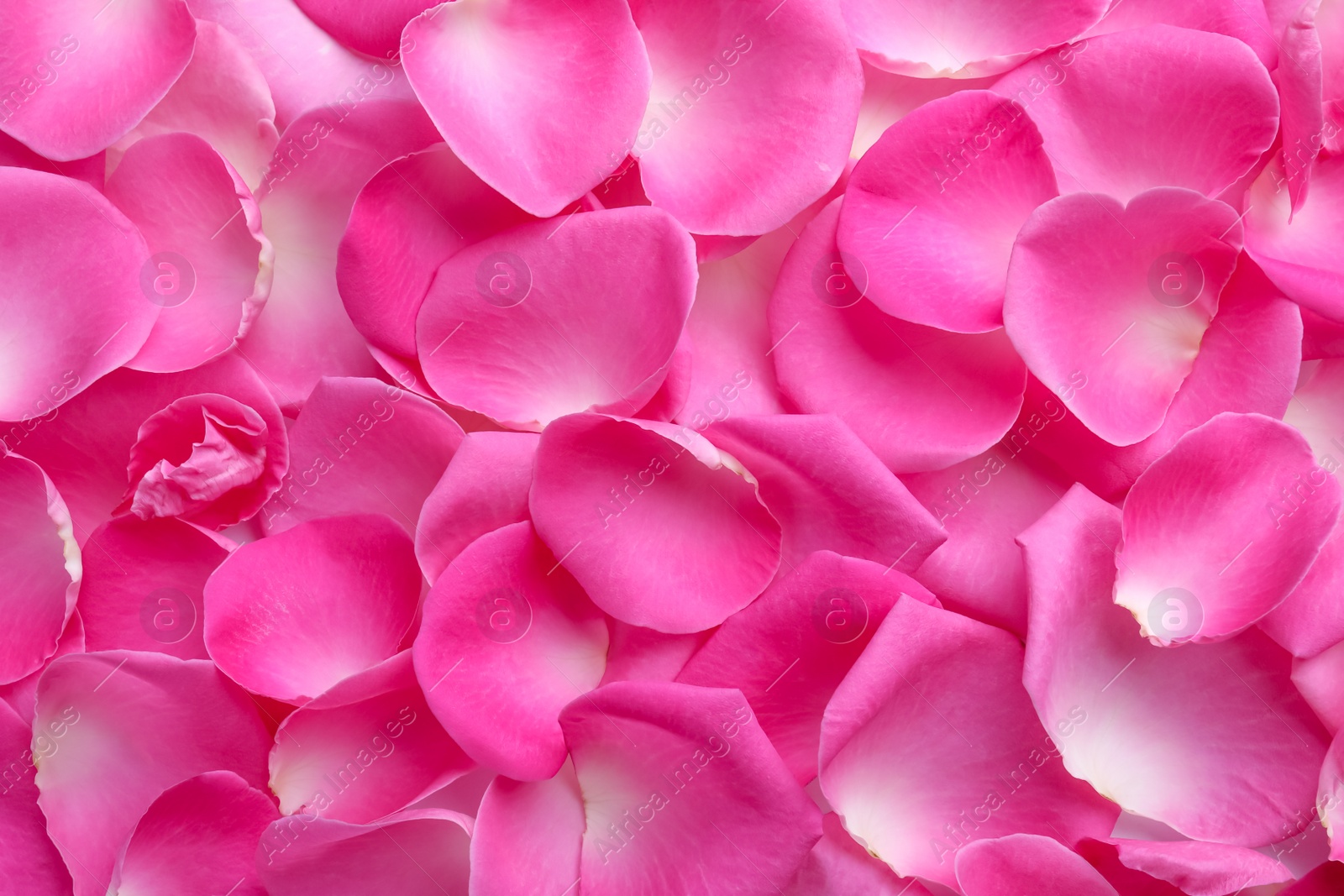 Photo of Closeup of many pink rose petals as background, top view