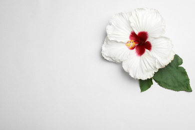 Photo of Beautiful tropical hibiscus flower with leaves on white background, top view. Space for text