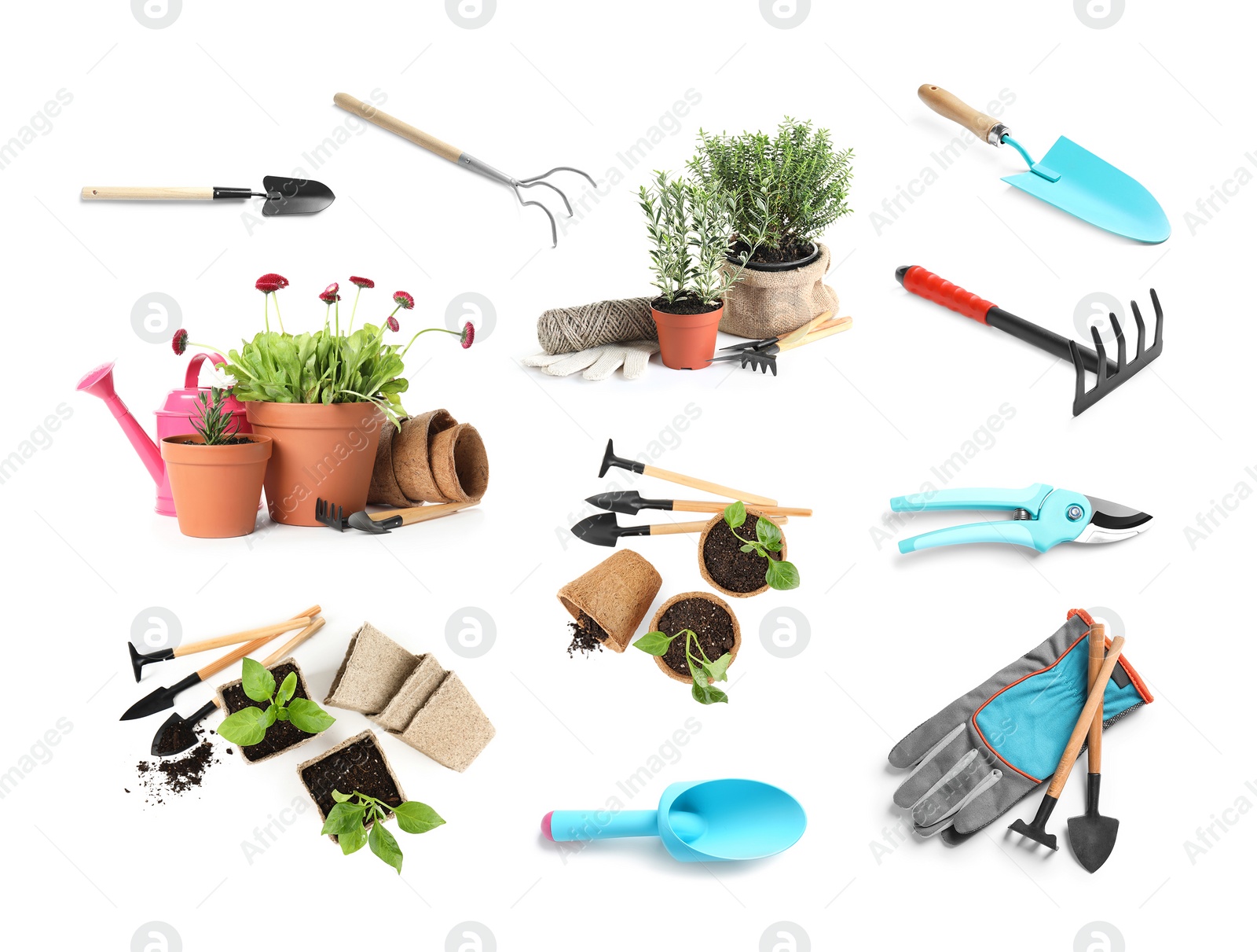 Image of Set of different seedlings and gardening tools on white background