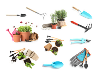 Set of different seedlings and gardening tools on white background