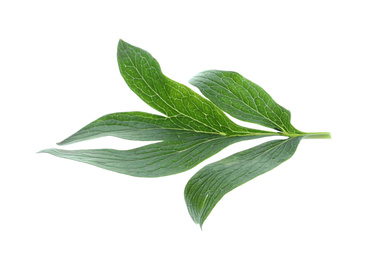 Fresh leaves of peony plant isolated on white