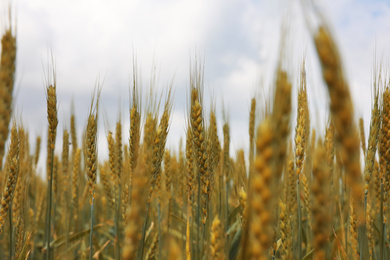 Photo of Agricultural field with ripening cereal crop under cloudy sky, closeup view