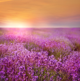 Image of Beautiful view of blooming lavender field at sunset 