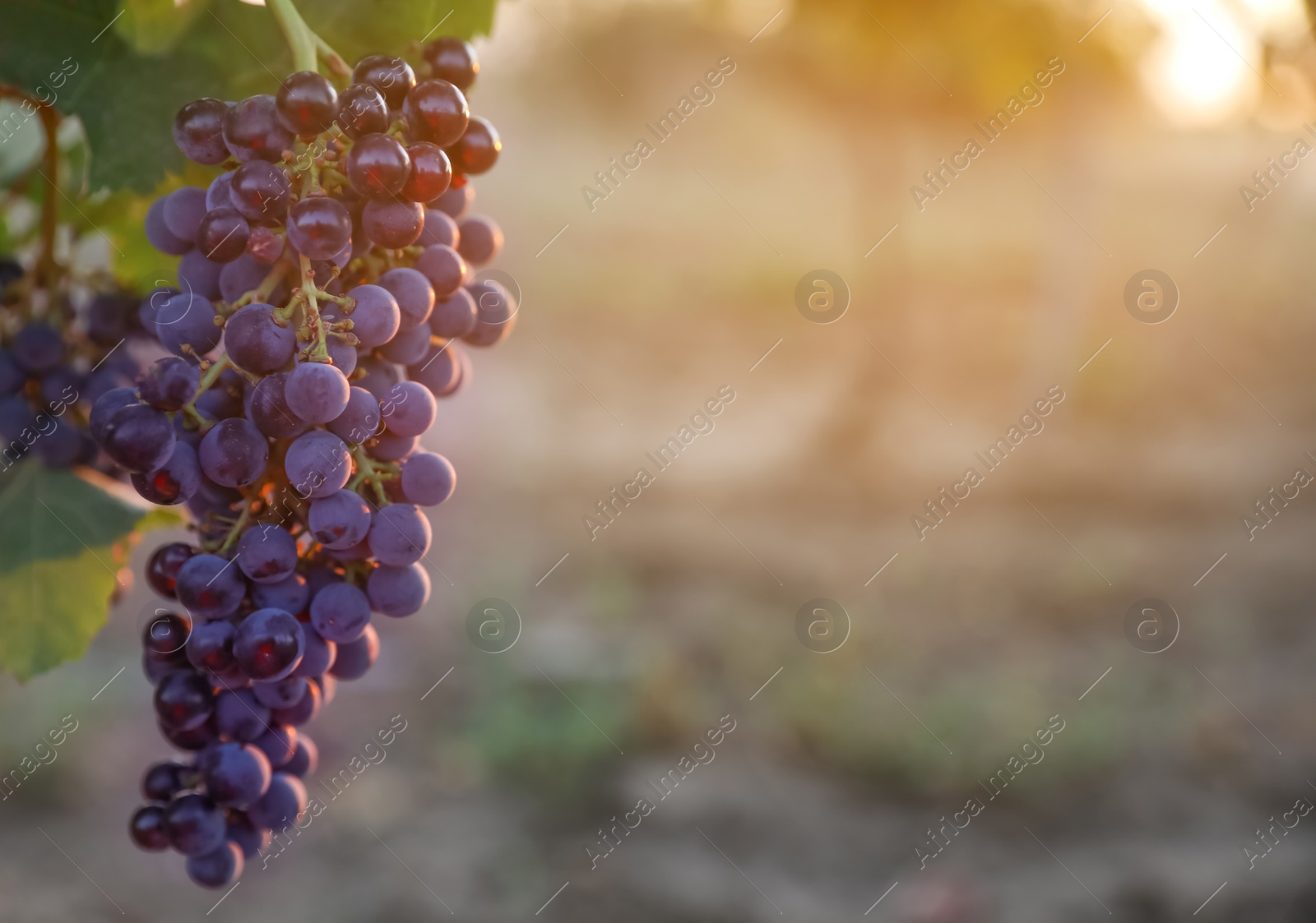 Photo of Bunch of ripe juicy grapes on branch in vineyard. Space for text