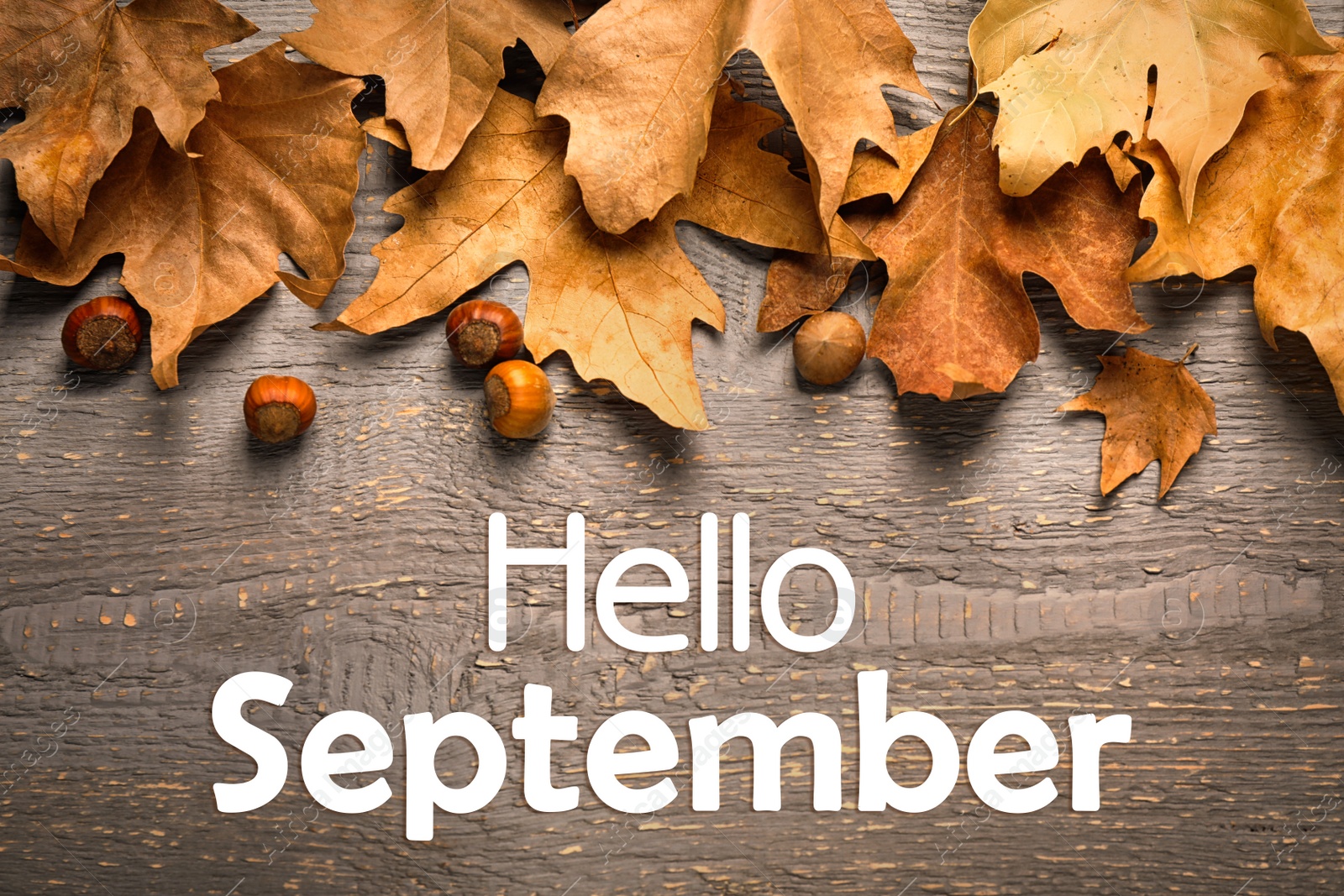 Image of Text Hello September and golden autumn leaves on wooden background, top view