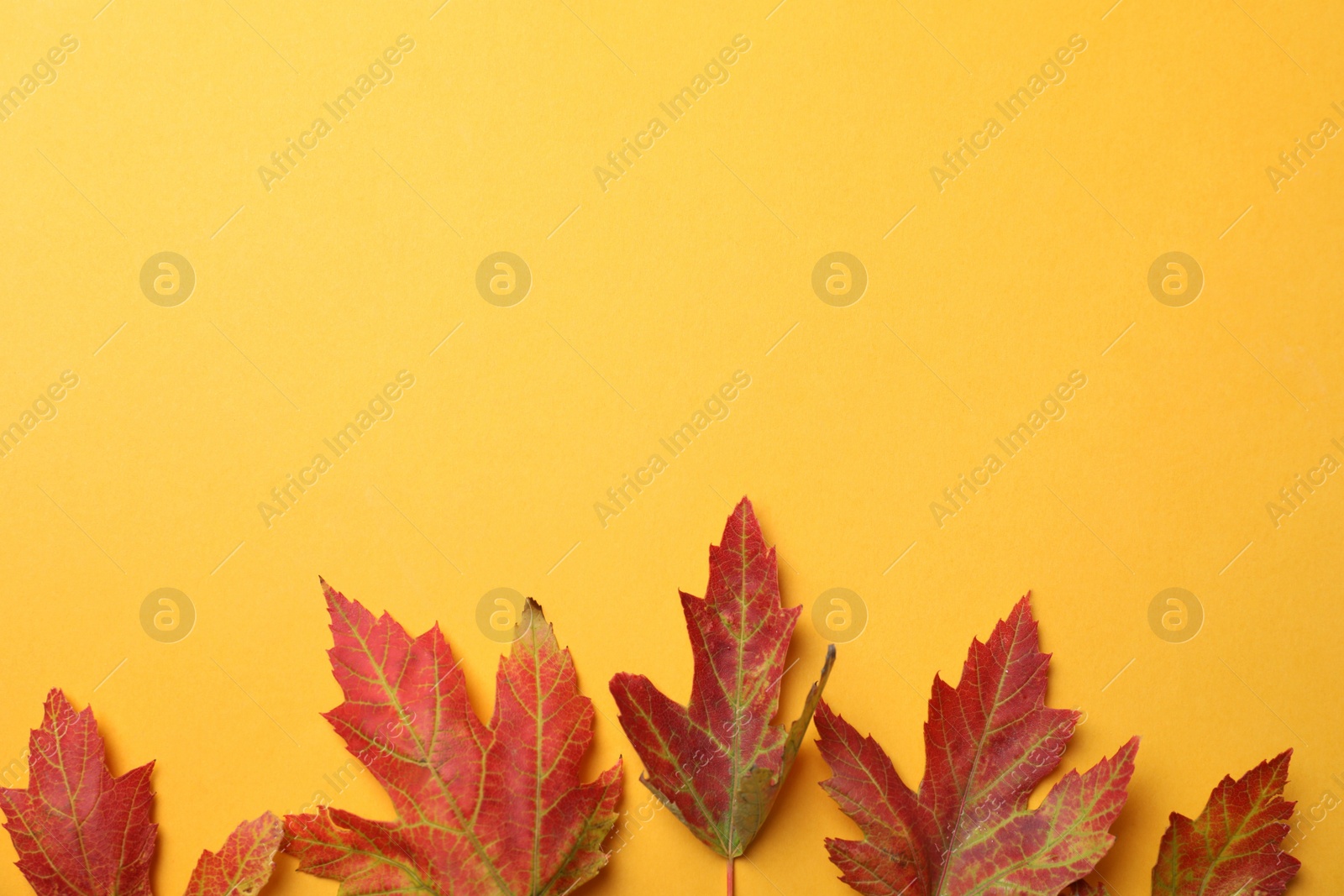 Photo of Colorful autumn leaves on yellow background, flat lay. Space for text