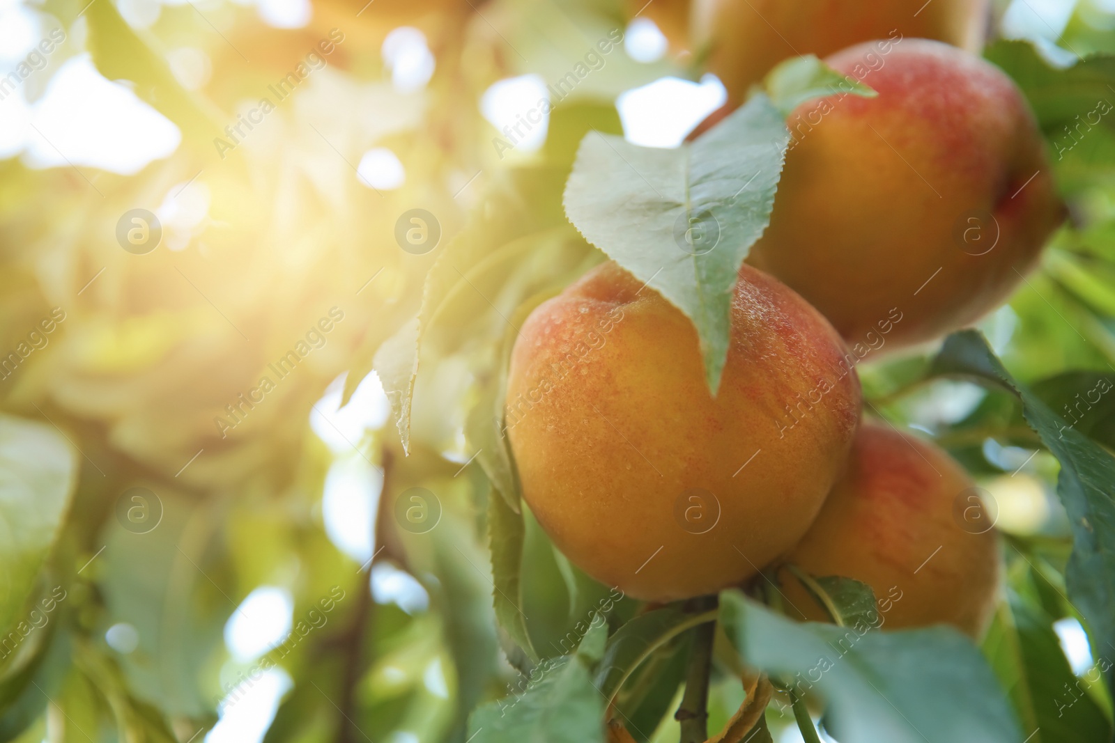 Photo of Ripe peaches on tree branch in garden, closeup