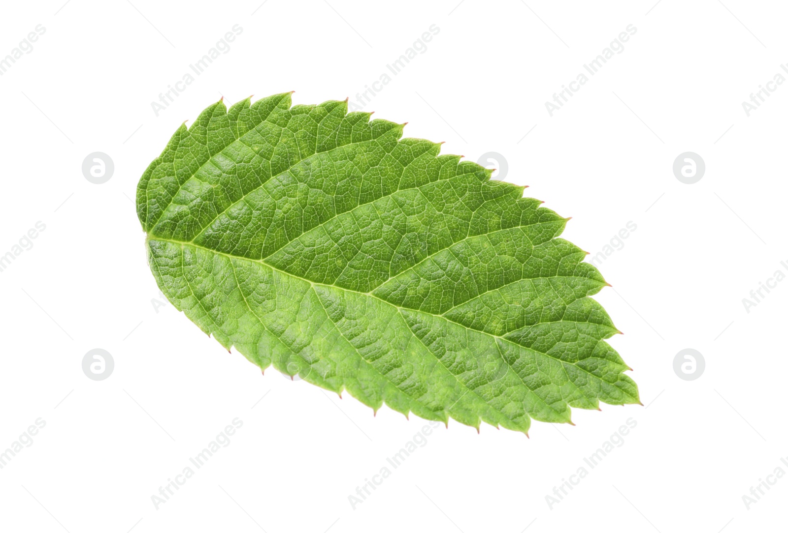 Photo of One green raspberry leaf isolated on white