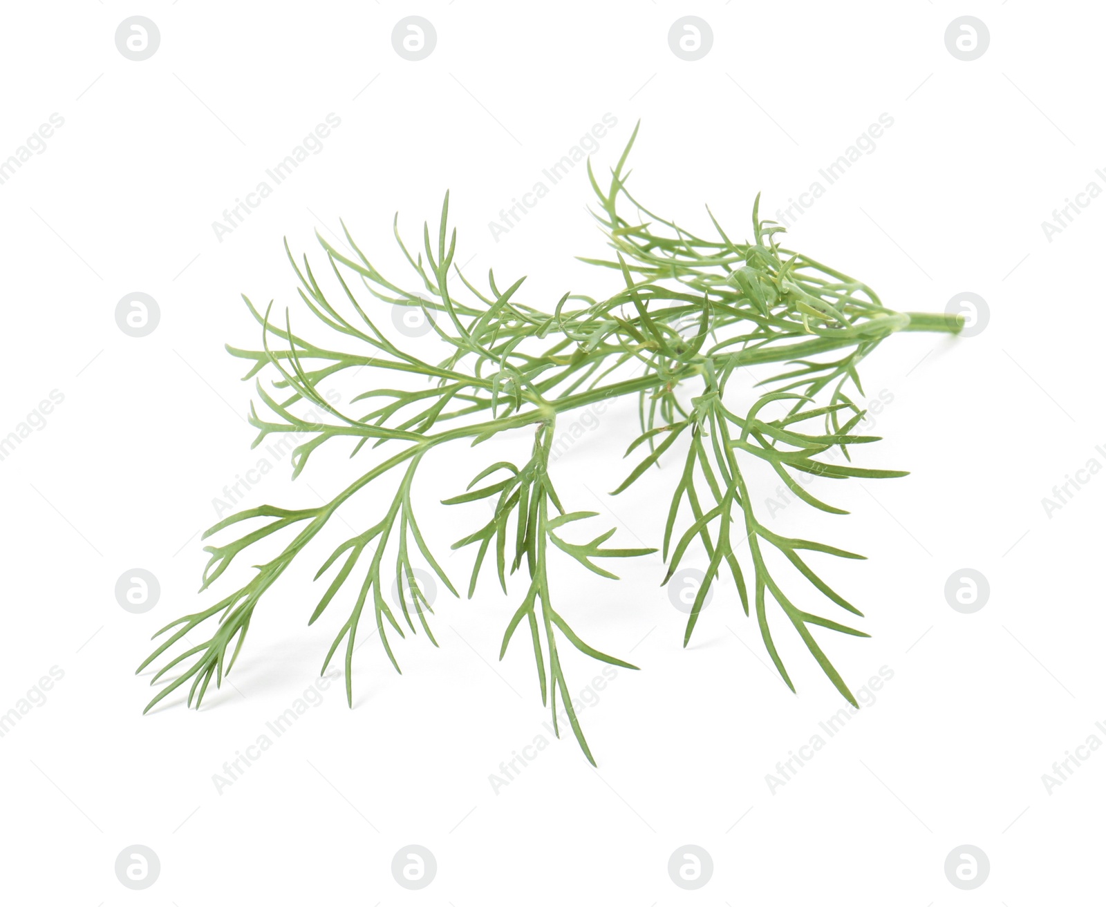 Photo of One sprig of fresh dill isolated on white