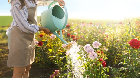 Photo of Closeup view of woman watering rose bushes outdoors. Gardening tools