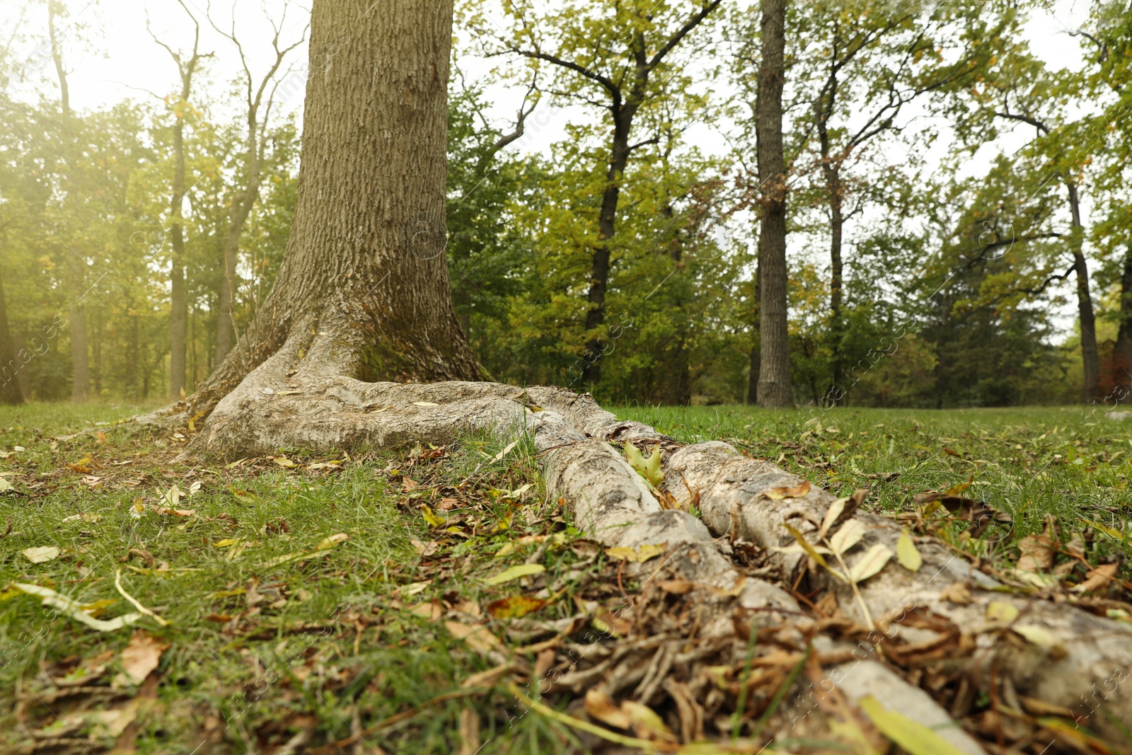 Photo of Beautiful view of tree and dry leaves in park on autumn day