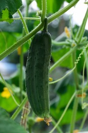 Photo of Cucumber growing on bush in garden, closeup
