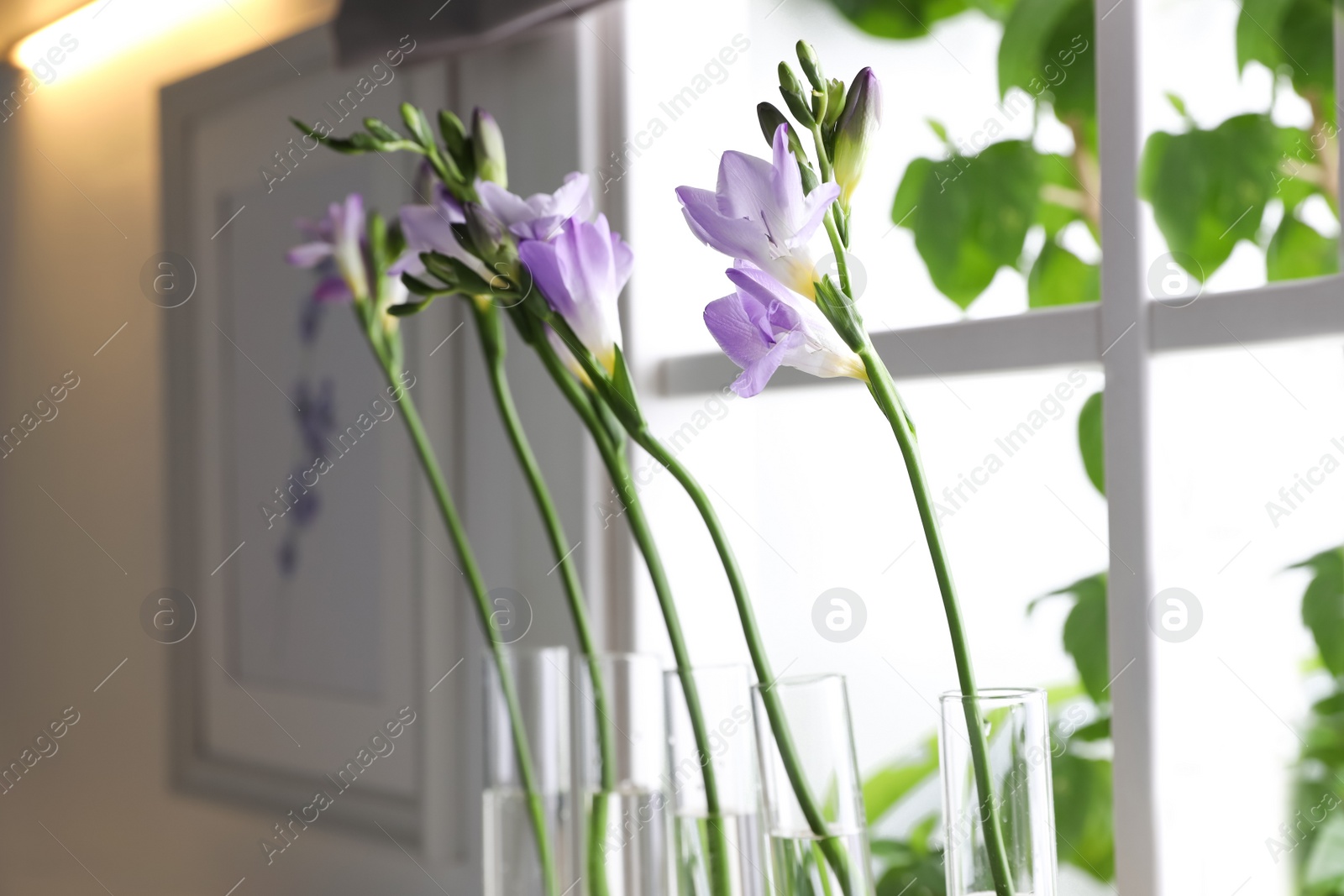 Photo of Beautiful freesia flowers near window in kitchen, closeup