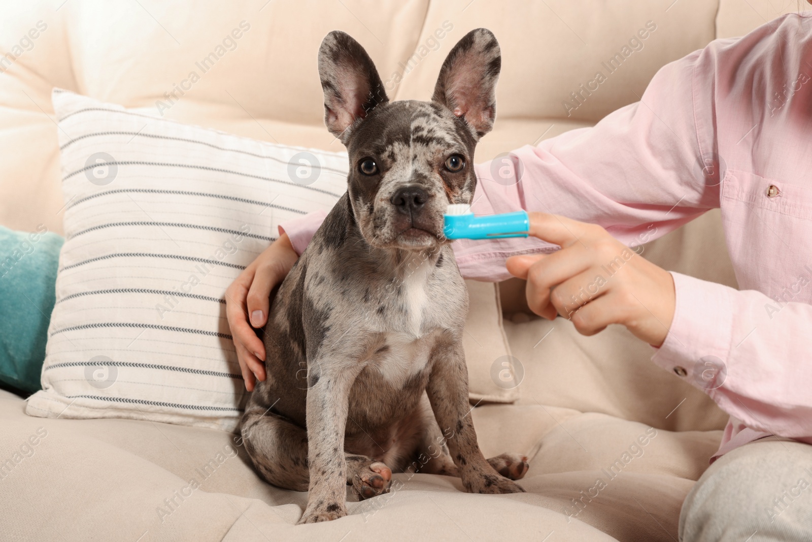 Photo of Woman with finger toothbrush near dog on sofa at home, closeup