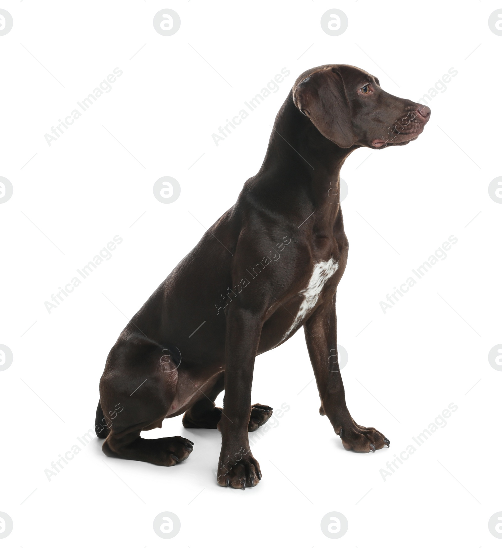 Photo of German Shorthaired Pointer dog on white background