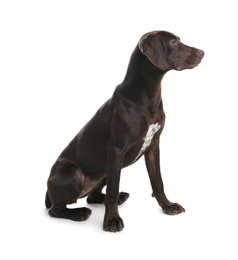 Photo of German Shorthaired Pointer dog on white background
