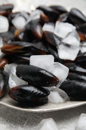 Photo of Plate of raw mussels and ice on table, closeup