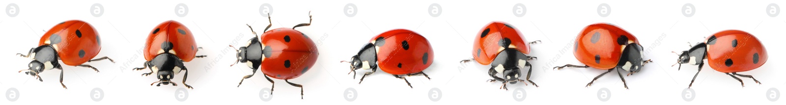 Image of Set with beautiful ladybugs on white background. Banner design 