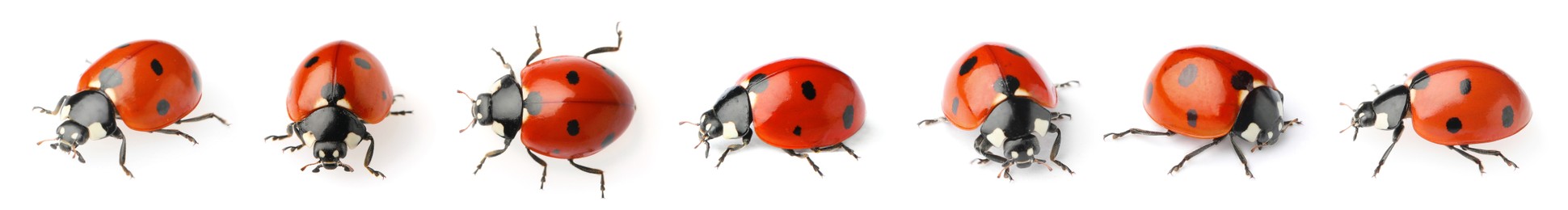 Image of Set with beautiful ladybugs on white background. Banner design 