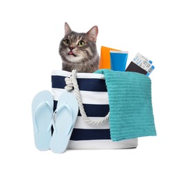 Image of Cute cat and summer vacation items on white background. Travelling with pet