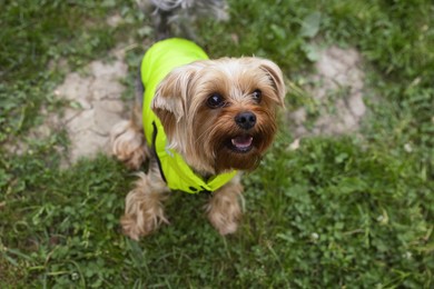 Photo of Cute Yorkshire terrier wearing stylish pet clothes in park, above view