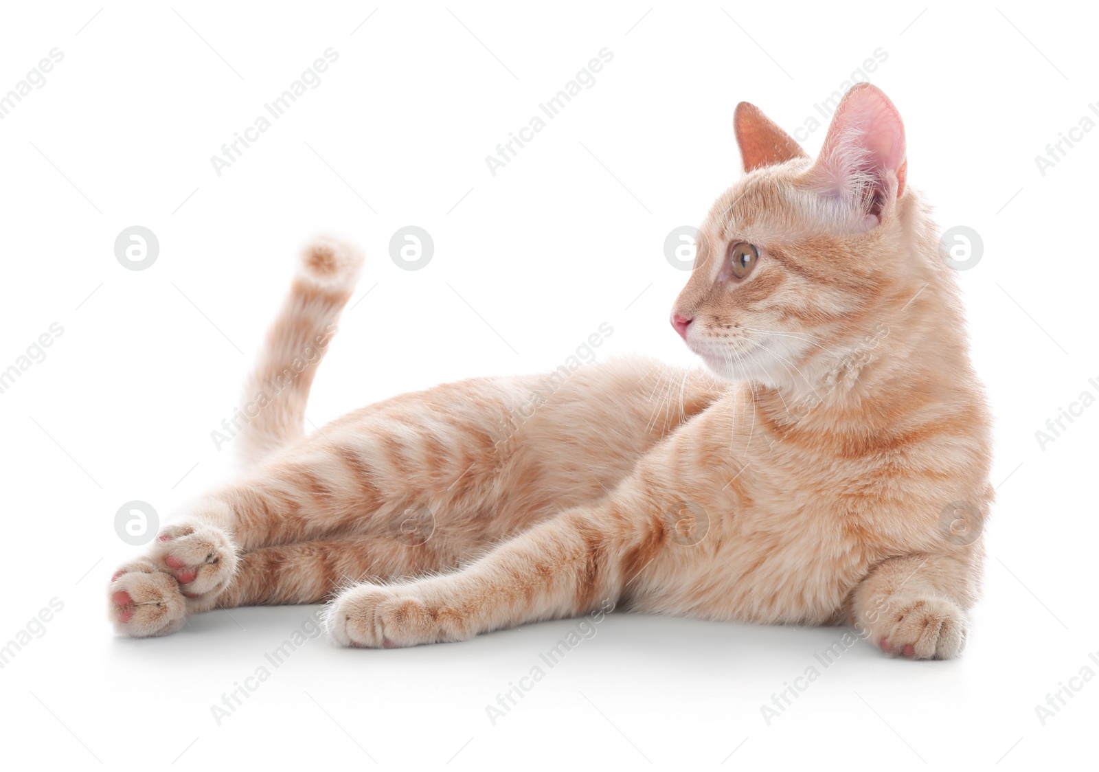 Photo of Adorable yellow tabby cat on white background