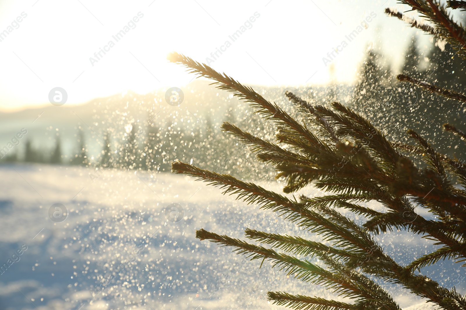 Photo of Fir tree covered with snow on winter day, closeup. Space for text
