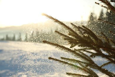 Fir tree covered with snow on winter day, closeup. Space for text