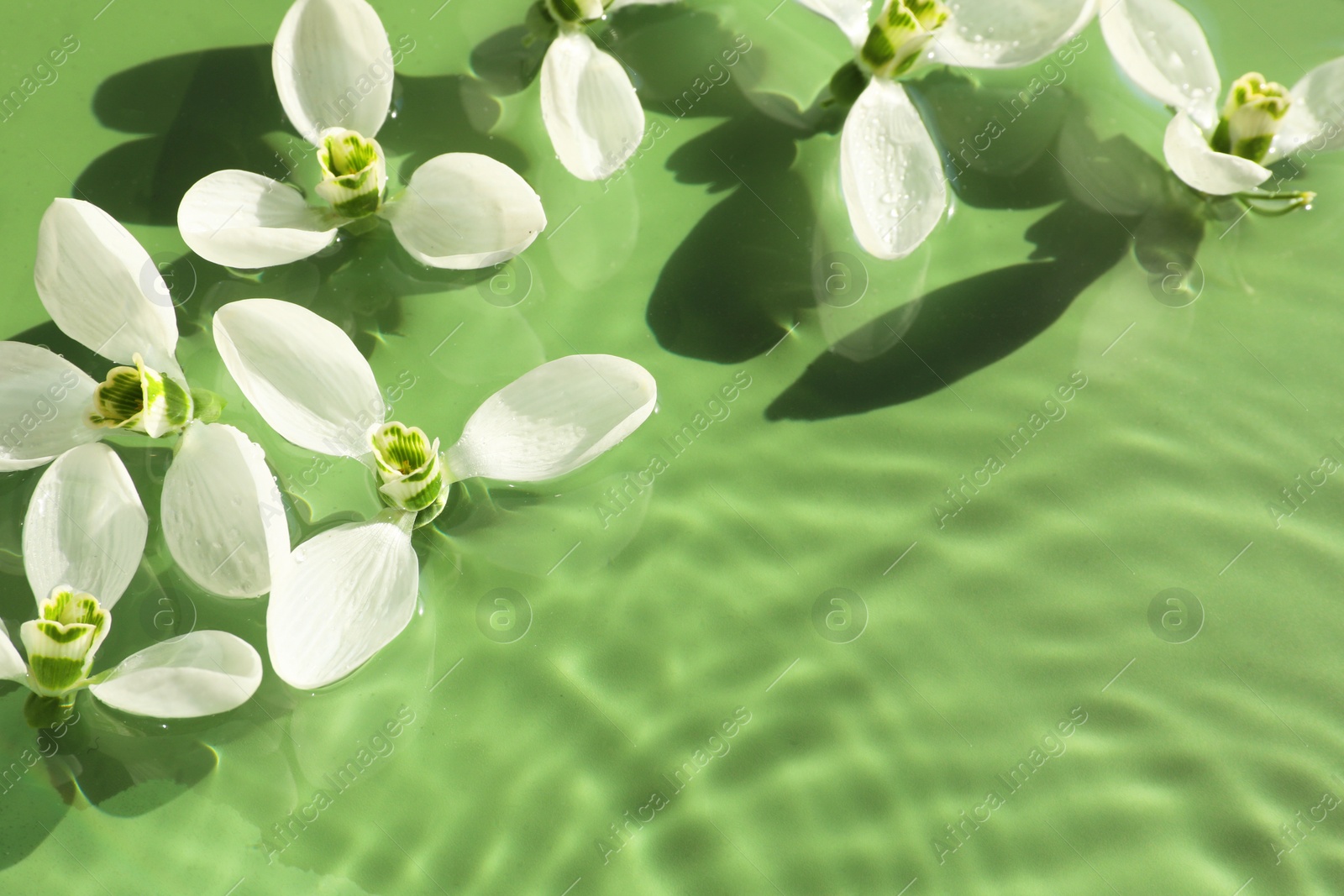 Photo of Beautiful flowers in water on green background, top view. Space for text