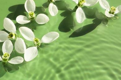 Photo of Beautiful flowers in water on green background, top view. Space for text