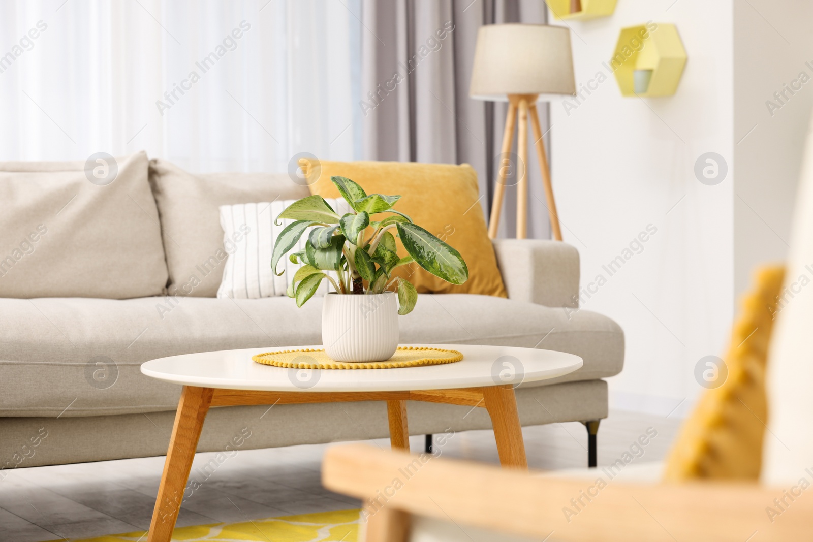 Photo of Spring atmosphere. Cosy furniture and potted plant in stylish room