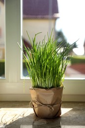 Photo of Potted green chives on windowsill indoors. Aromatic herb