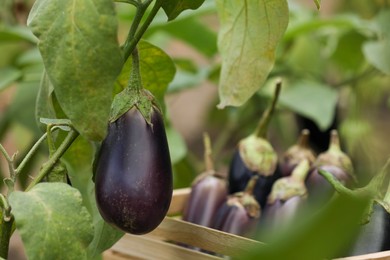 Photo of One ripe eggplant growing on stem outdoors. Space for text