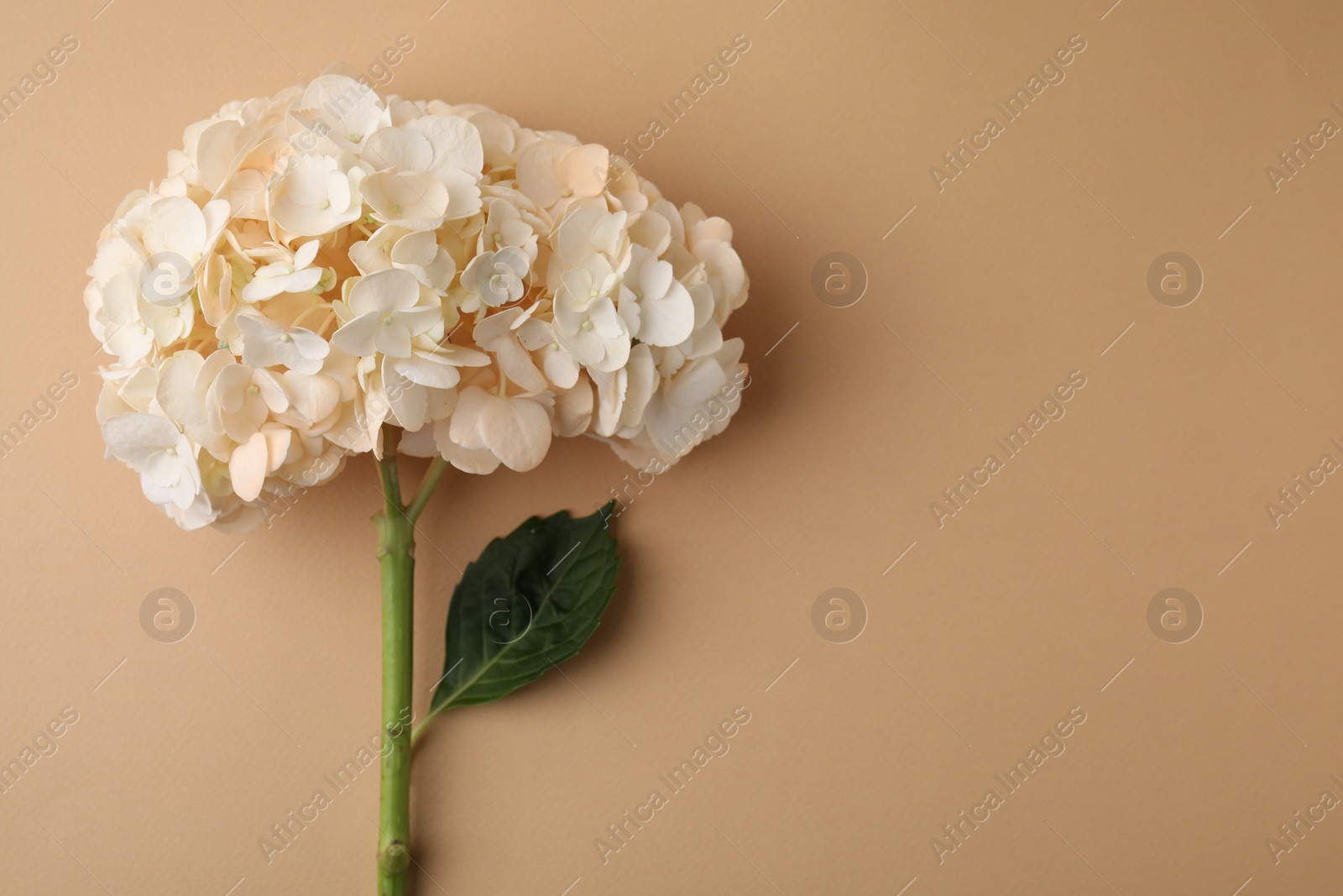 Photo of Beautiful hydrangea flower on beige background, top view. Space for text