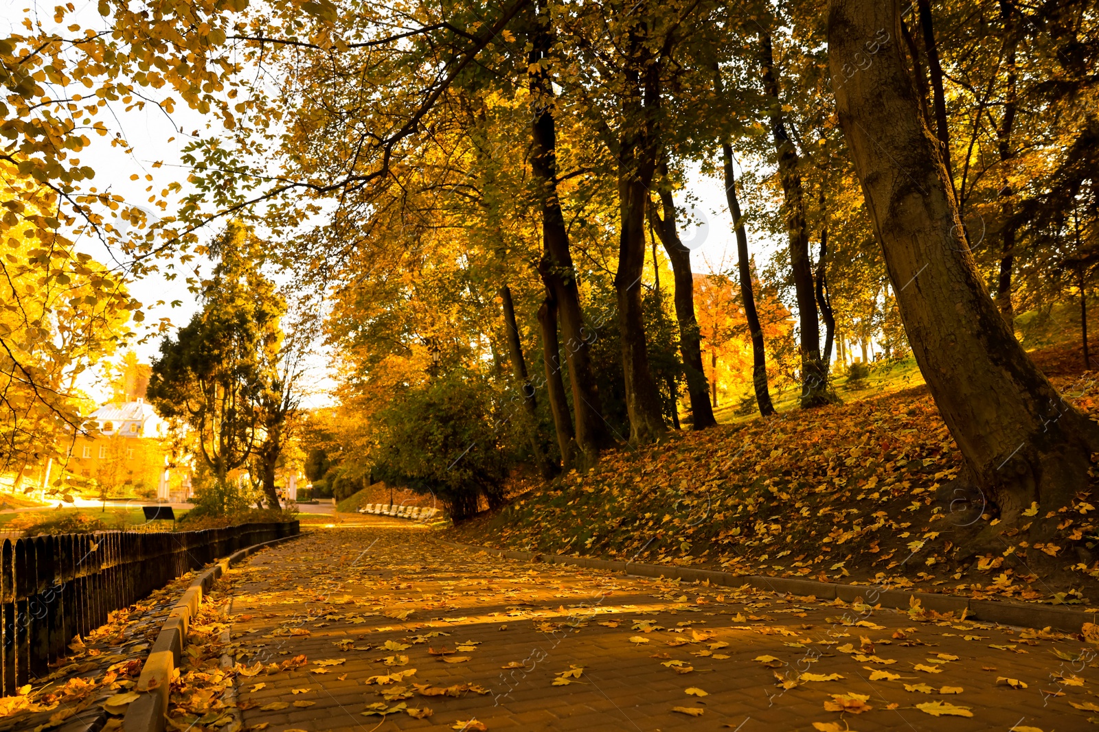 Photo of Beautiful yellowed trees and paved pathway in park