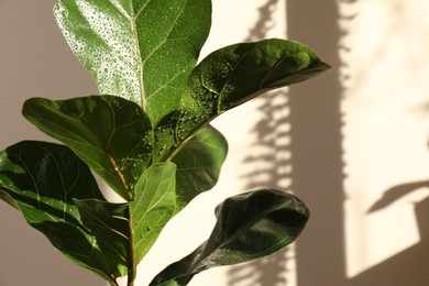 Photo of Beautiful ficus plant with wet leaves near beige wall, closeup and space for text. House decoration