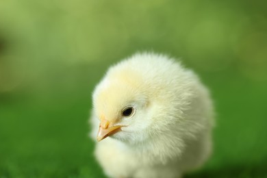 Photo of Cute chick on blurred background, closeup. Baby animal