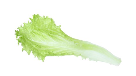 Leaf of fresh lettuce for burger isolated on white