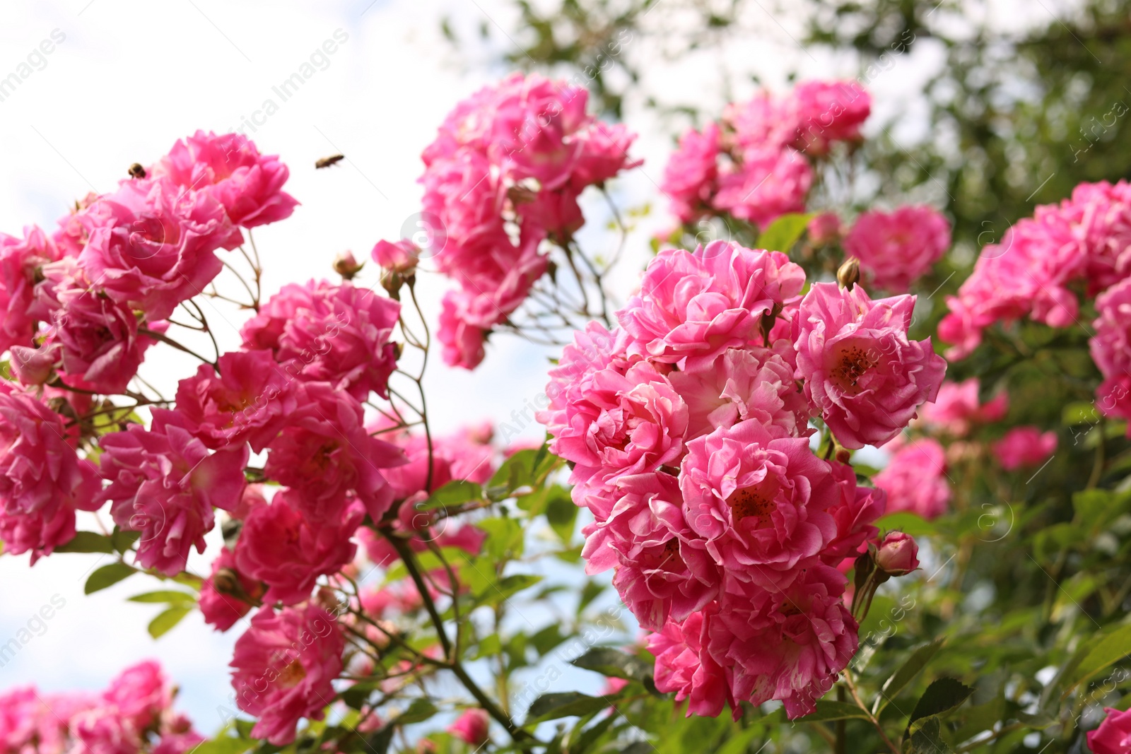 Photo of Beautiful blooming rose bush outdoors on sunny day