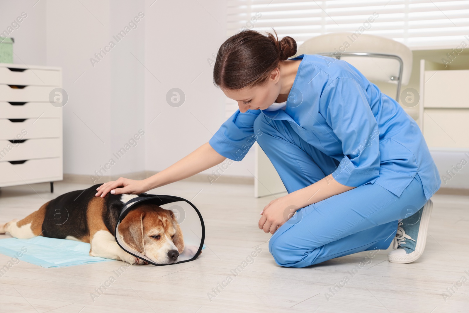 Photo of Veterinarian doc with adorable Beagle dog wearing medical plastic collar in clinic