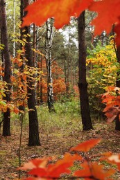 Photo of Beautiful trees with colorful leaves in forest. Autumn season