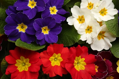 Beautiful primula (primrose) plants with colorful flowers as background, top view. Spring blossom