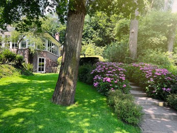 Pathway among beautiful hydrangea shrubs with violet flowers outdoors