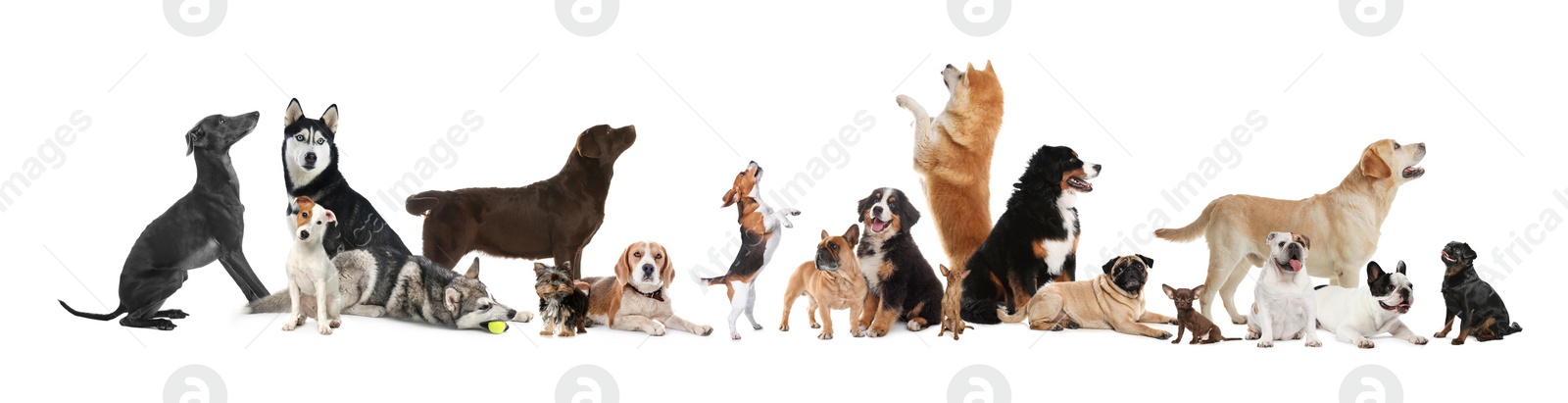 Image of Collage with different dogs on white background. Banner design