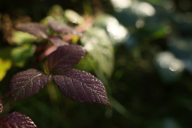 Photo of Beautiful plant with red leaves growing outdoors, closeup. Space for text