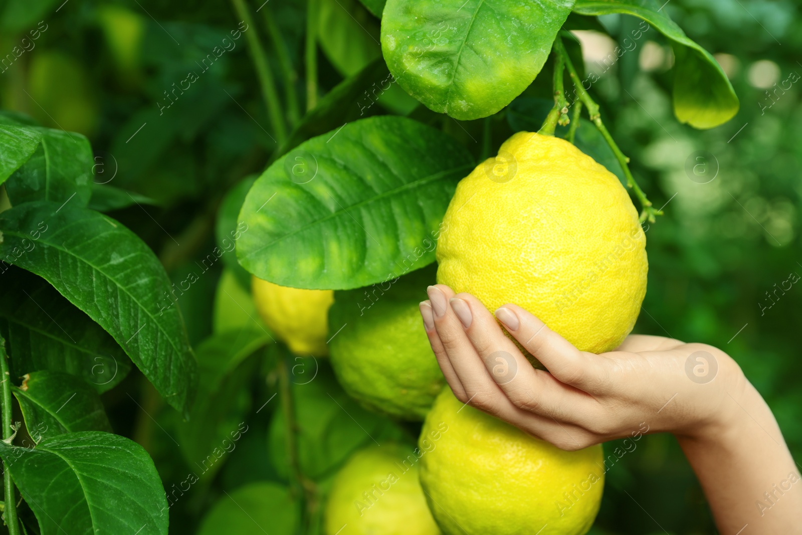 Photo of Woman picking ripe lemon from branch outdoors, closeup