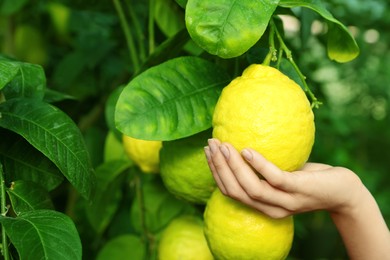 Photo of Woman picking ripe lemon from branch outdoors, closeup