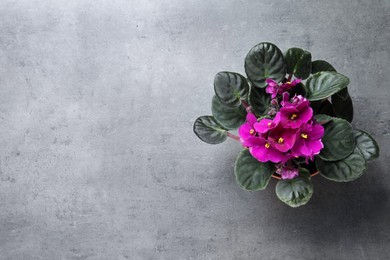 Photo of Top view of beautiful violet flowers on light grey background, space for text. Delicate house plant