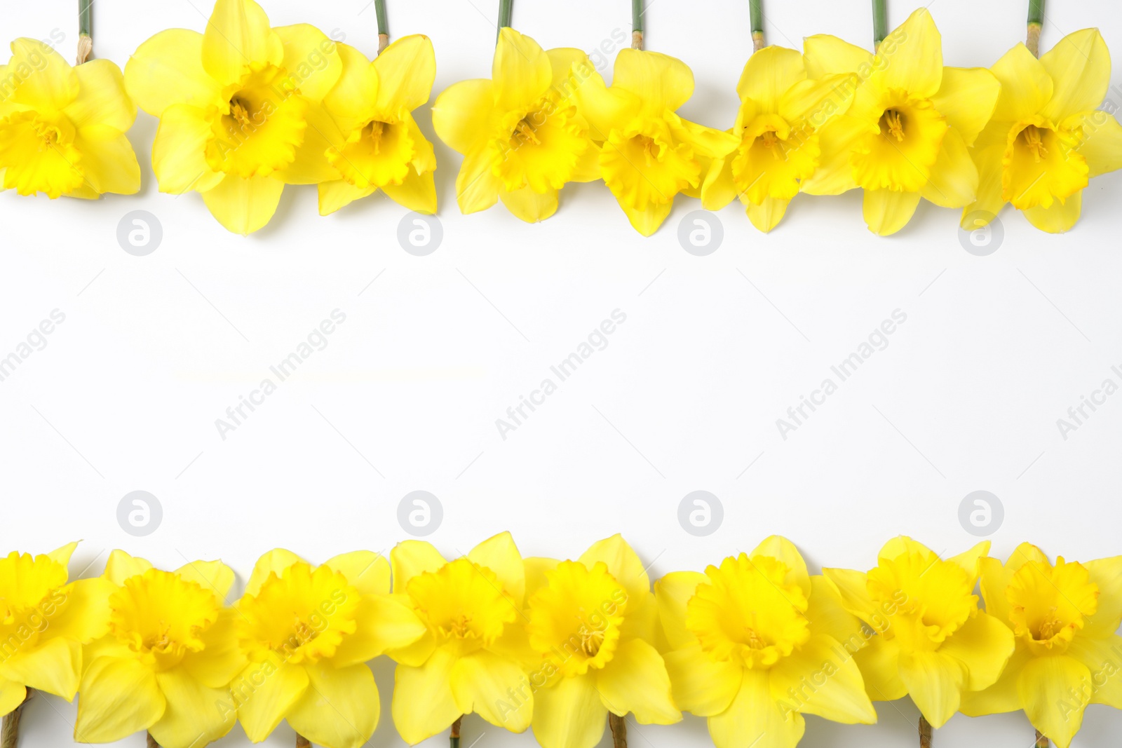 Photo of Composition with daffodils and space for text on white background, top view. Fresh spring flowers